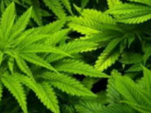 大麻進(jìn)口報關(guān)清關(guān)知識詳解