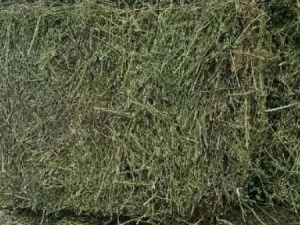 苜蓿草佛山進(jìn)口通關(guān)報(bào)檢資料與注意事項(xiàng)