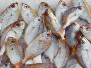 如何代理海鮮進(jìn)口報(bào)關(guān)?