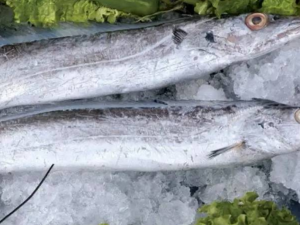 帶魚進口報關(guān)清關(guān)流程