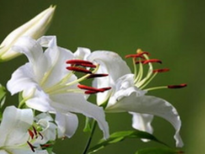 上海百合花進口報關(guān)清關(guān)流程詳解