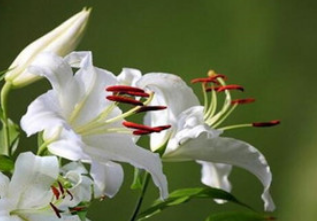 百合花上海進(jìn)口報關(guān)清關(guān)流程詳解