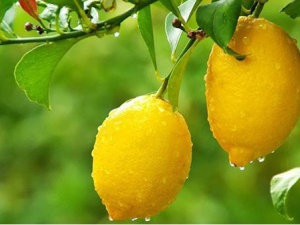 昆山水果進口報關，一文看懂水果進口細節(jié)