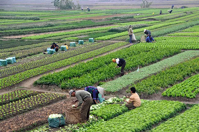 中国成为越南农产品进口最主要的伙伴
